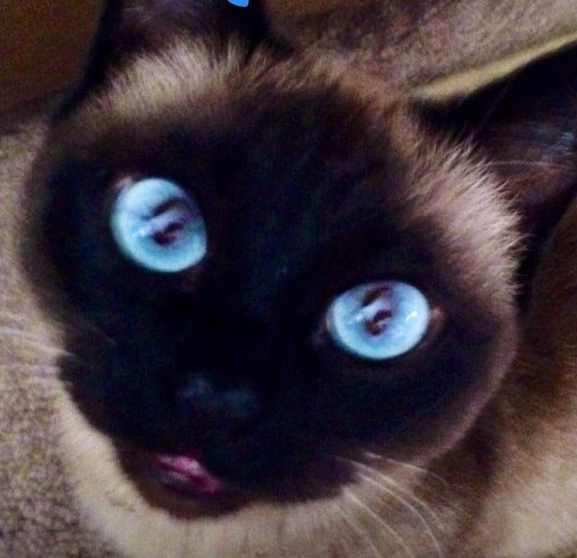 Pic of the Litter: Lilly